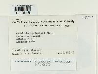 Ramularia variabilis image