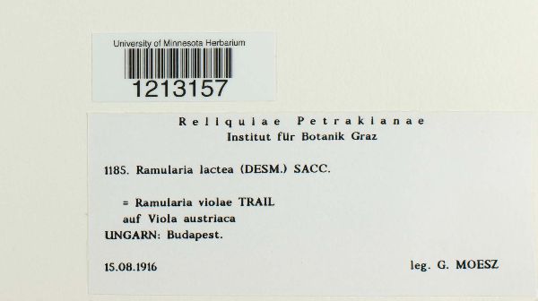 Ramularia lactea image