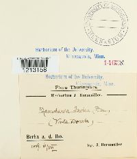 Ramularia lactea image