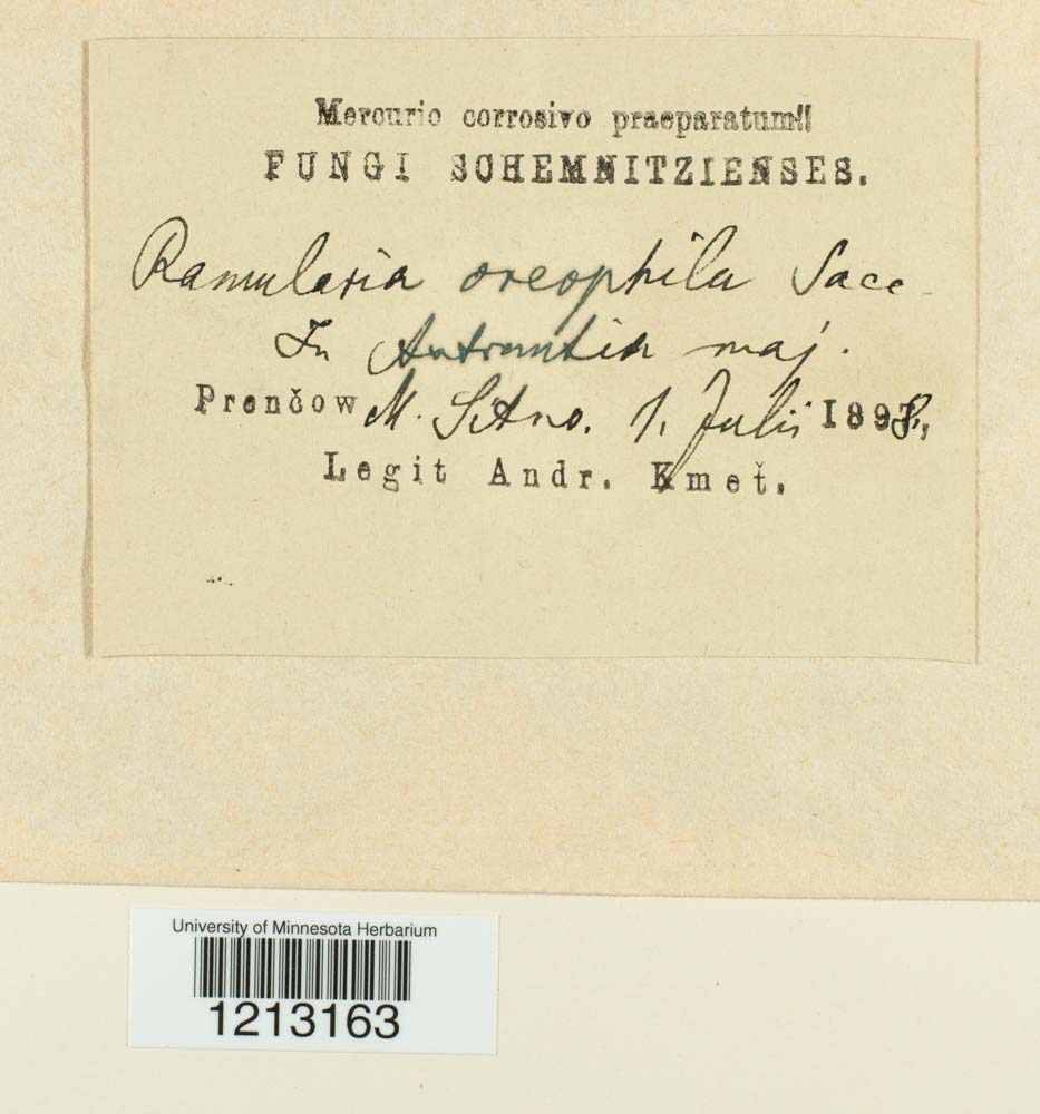 Ramularia oreophila image