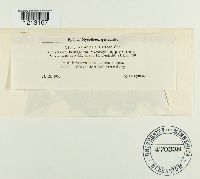 Ramularia urticae image