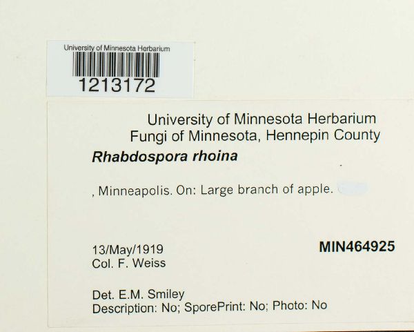 Rhabdospora rhoina image