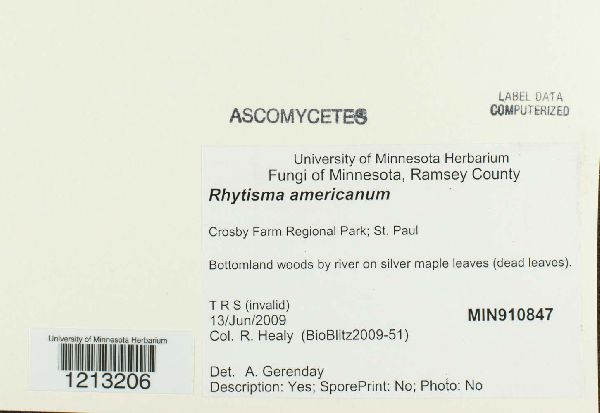 Rhytisma americanum image