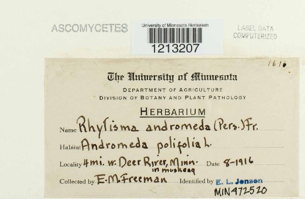 Rhytisma andromedae image