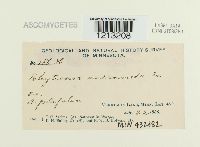 Rhytisma andromedae image