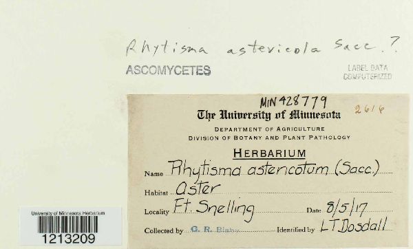 Rhytisma astericola image