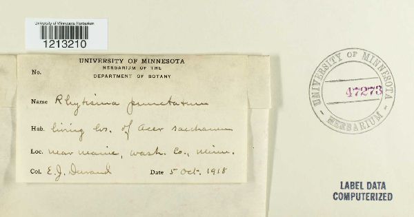 Rhytisma punctatum image