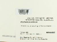 Rhytisma punctatum image