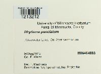 Rhytisma punctatum image