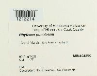 Rhytisma punctatum image