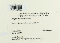 Rhytisma punctatum image