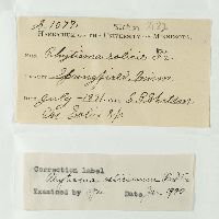 Rhytisma salicinum image