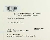 Rhytisma salicinum image