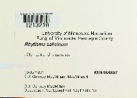 Rhytisma salicinum image