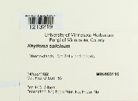 Rhytisma salicinum image