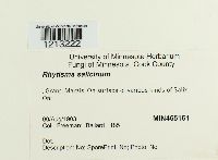 Rhytisma salicinum image