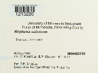 Rhytisma salicinum image