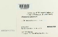 Rhytisma salicinum image