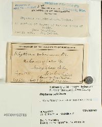 Rhytisma salicinum image