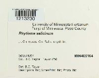 Rhytisma salicinum image