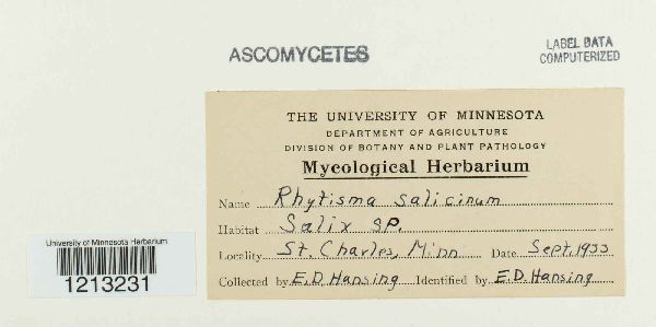 Rhytisma salicinum image