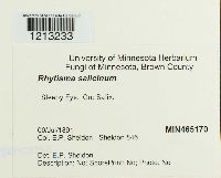 Rhytisma salicinum image