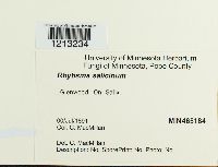 Rhytisma salicinum image