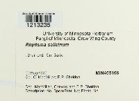 Rhytisma salicinum image