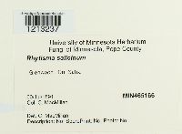 Rhytisma salicinum image