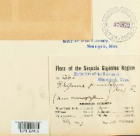 Rhytisma punctatum image