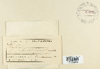 Rhytisma punctatum image