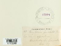 Rhytisma punctatum image