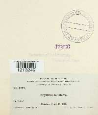 Rhytisma salicinum image