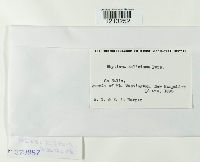 Rhytisma salicinum image