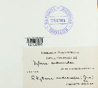 Rhytisma andromedae image