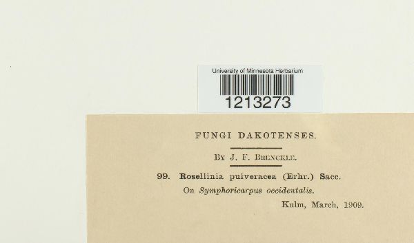 Coniochaeta pulveracea image