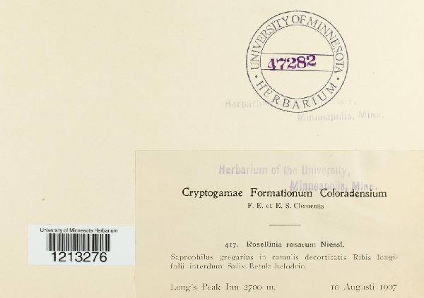 Rosellinia rosarum image