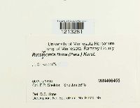 Rutstroemia firma image