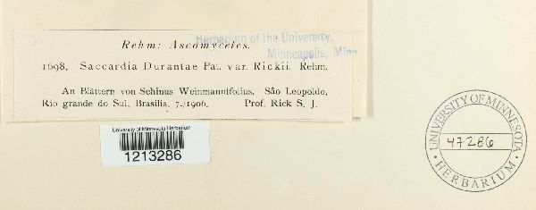 Saccardia durantae var. rickii image