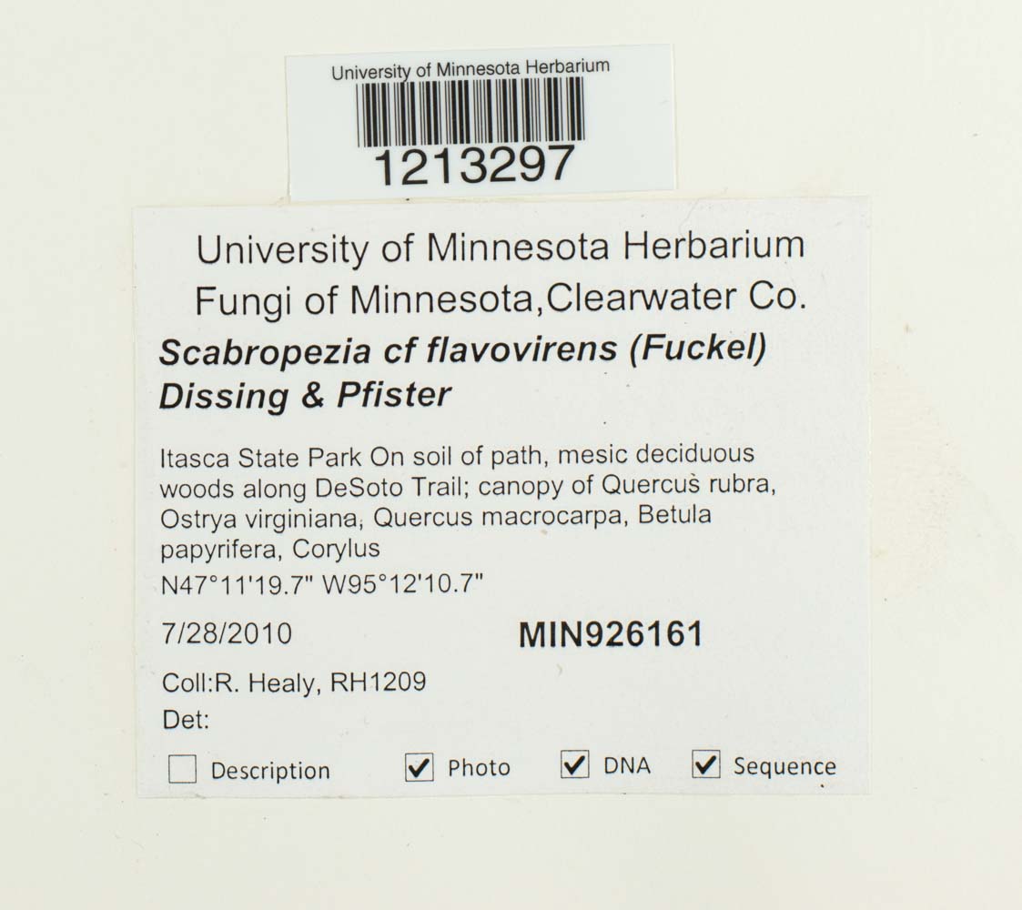 Scabropezia flavovirens image