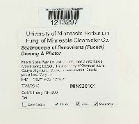 Media resource of Scabropezia flavovirens