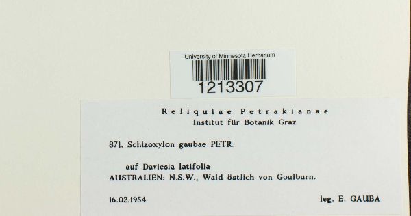 Schizoxylon gaubae image