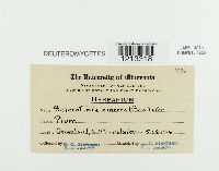 Sclerotinia cinerea image