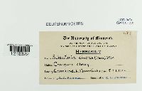 Sclerotinia cinerea image