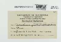 Sclerotinia cinerea image