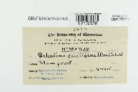 Sclerotinia cinerea image