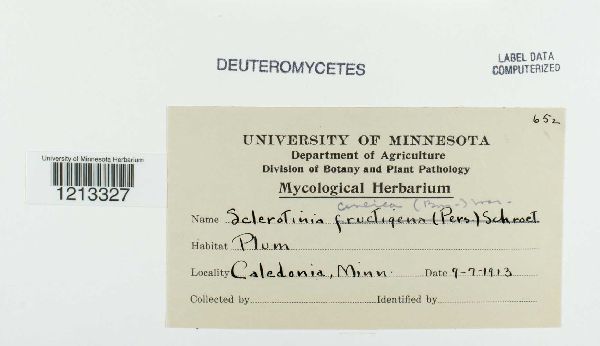 Sclerotinia cinerea image