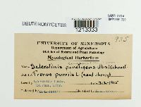 Sclerotinia cinerea image