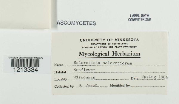 Sclerotinia sclerotiorum image