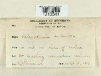 Dumontinia tuberosa image